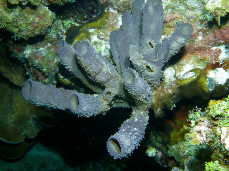 140 Tube Sponge with 2 Brittle Worms IMG_5718.jpg
